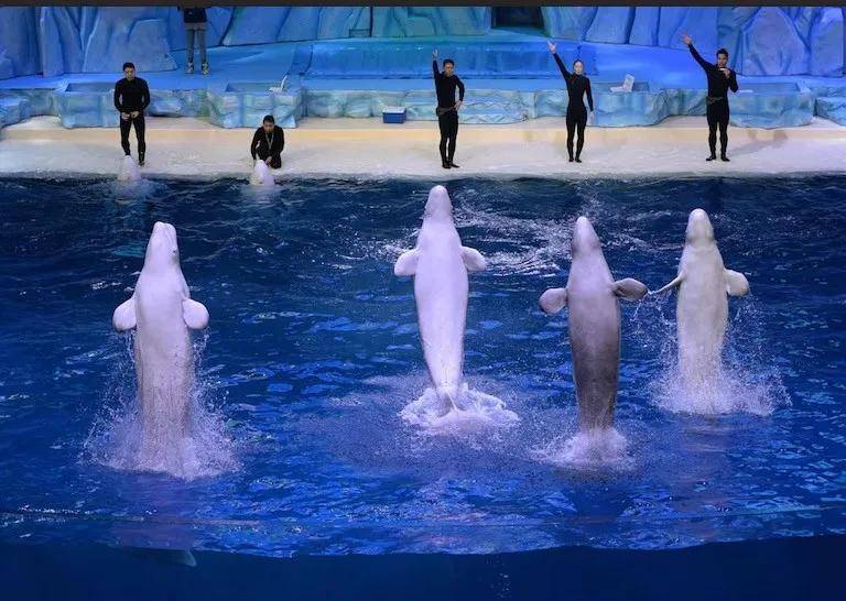 宁愿全部安乐死<strong></p>
<p>usdt钱包</strong>,也不给中国?加拿大养不起30头白鲸,中国愿接手,然而...