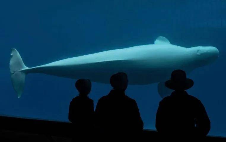 宁愿全部安乐死<strong></p>
<p>usdt钱包</strong>,也不给中国?加拿大养不起30头白鲸,中国愿接手,然而...