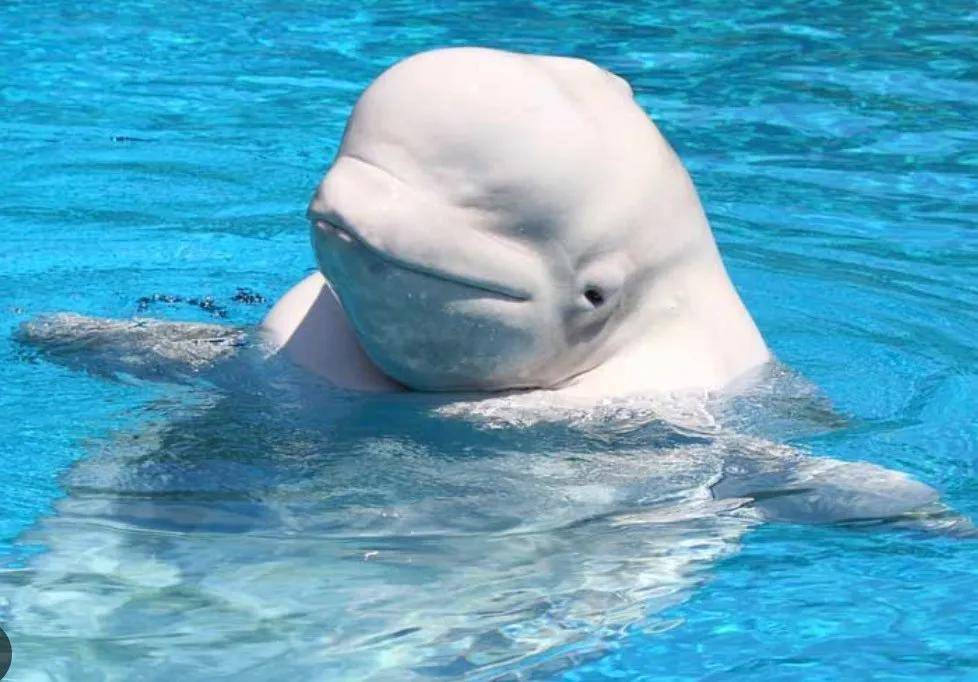 宁愿全部安乐死<strong></p>
<p>usdt钱包</strong>,也不给中国?加拿大养不起30头白鲸,中国愿接手,然而...