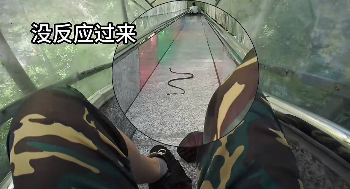 游客称在广西丹炉山滑道遇蛇<strong></p>
<p>usdt汇率</strong>，景区致歉：这么多年就这一次，每年都做防蛇处理