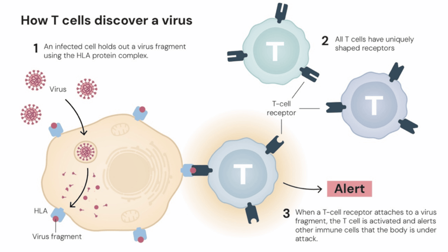 这个诺奖迟到了30年<strong></p>
<p>usdt汇率</strong>！三位科学家揭示免疫系统如何避免“自相残杀”