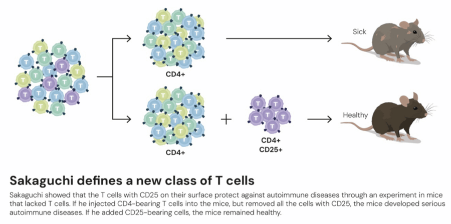 这个诺奖迟到了30年<strong></p>
<p>usdt汇率</strong>！三位科学家揭示免疫系统如何避免“自相残杀”