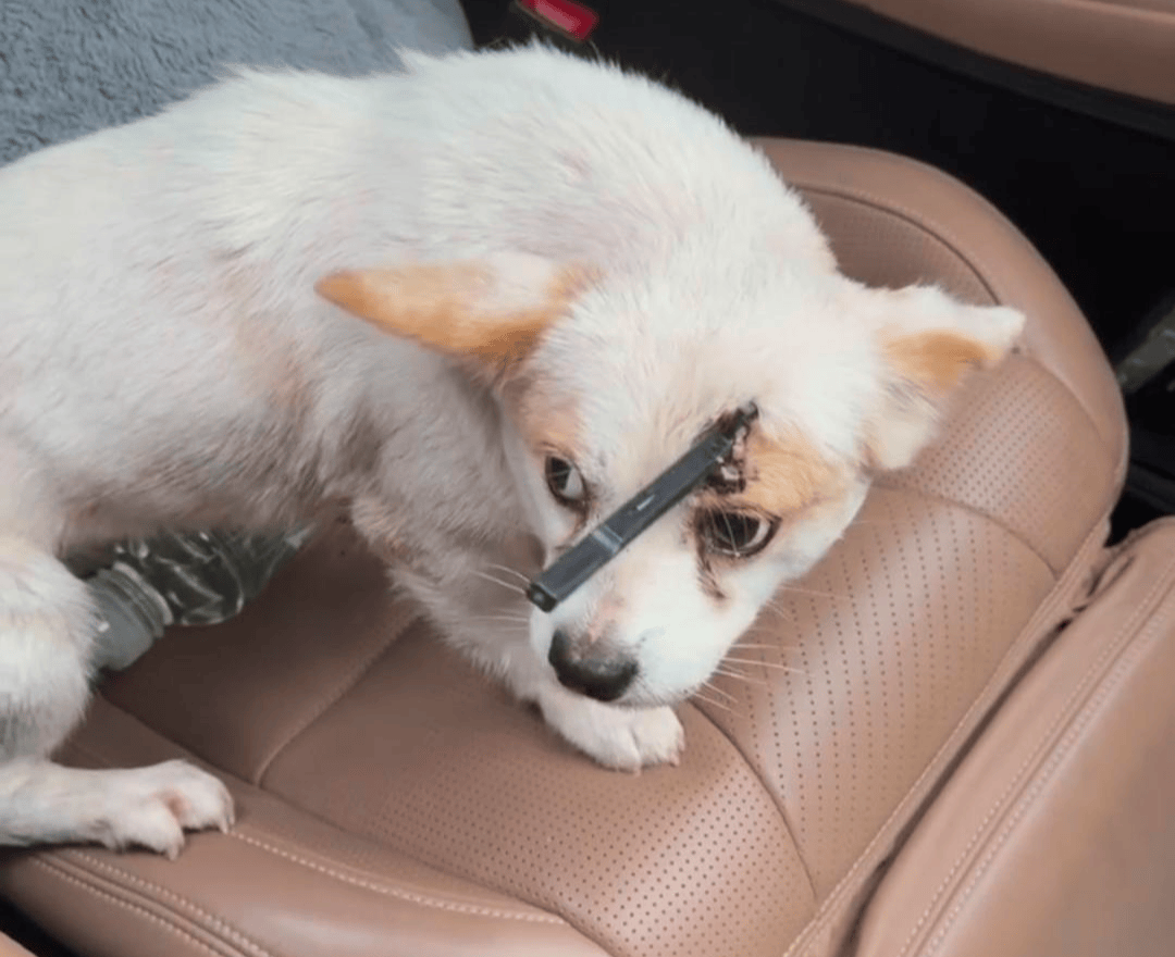 教育局回应“一教师用弓箭射杀小狗”：不实，小狗进学校前就被射伤