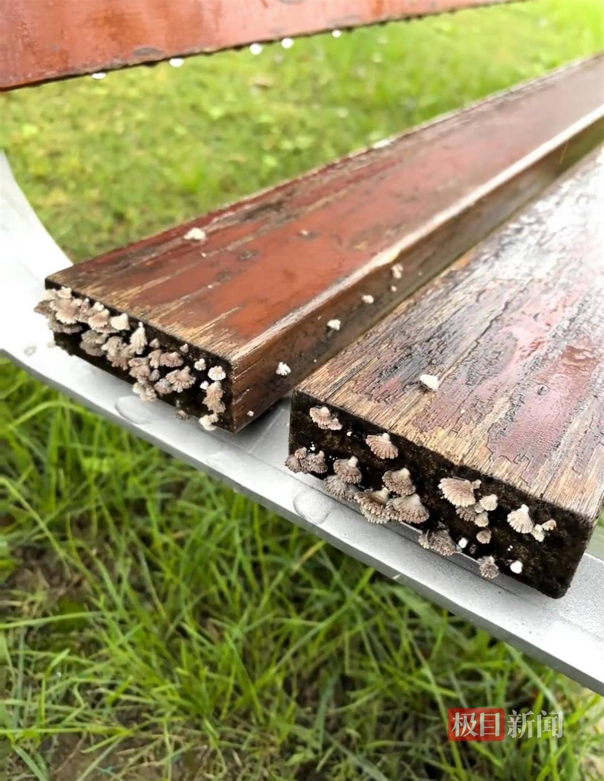 西安连续一个多月降雨遍地长蘑菇<strong></p>
<p>usdt币</strong>，大雁塔受潮，城墙布满青苔，气象局解释成因