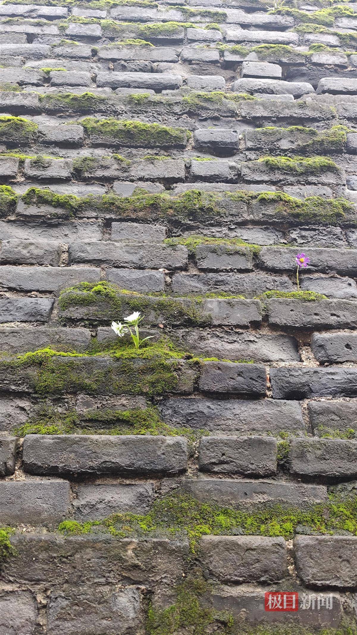 西安连续一个多月降雨遍地长蘑菇<strong></p>
<p>usdt币</strong>，大雁塔受潮，城墙布满青苔，气象局解释成因