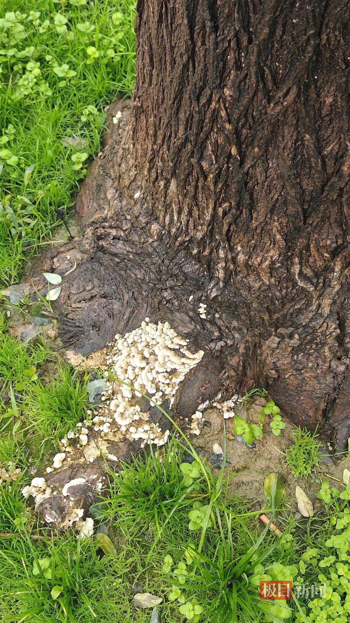 西安连续一个多月降雨遍地长蘑菇<strong></p>
<p>usdt币</strong>，大雁塔受潮，城墙布满青苔，气象局解释成因