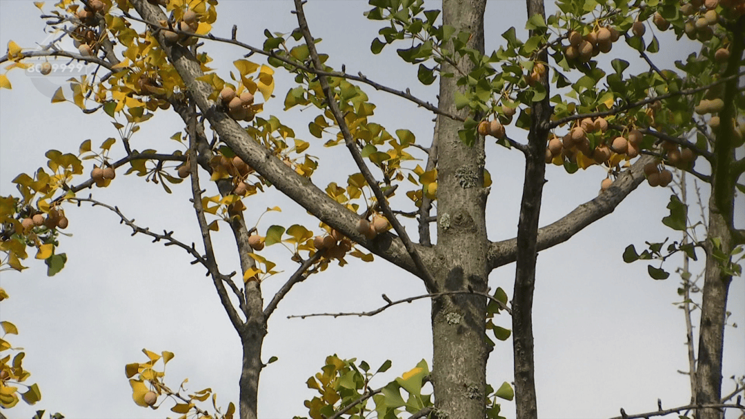 不要捡<strong></p>
<p>usdt币</strong>！不要吃！昆明街头正大量出现……