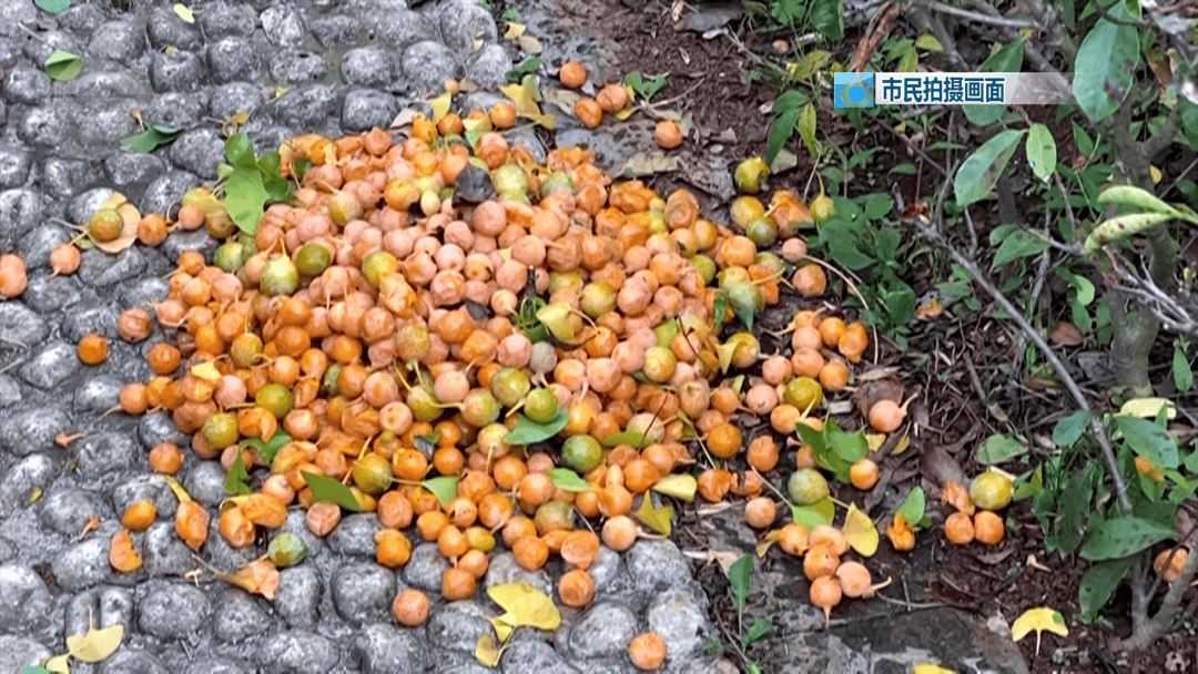 不要捡<strong></p>
<p>usdt币</strong>！不要吃！昆明街头正大量出现……