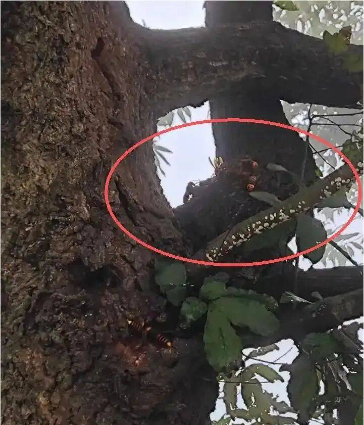 4名游客景区内遭马蜂袭击<strong></p>
<p>usdt币</strong>,旅游度假区:是森林公园不卖门票,蜇伤先就医后提供证据投诉