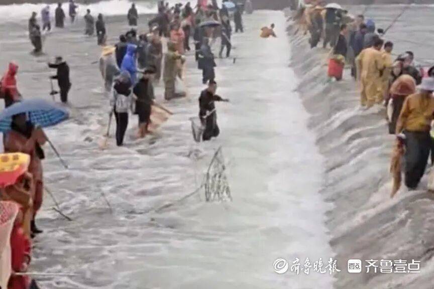 “鱼多得数不过来，一网子下去能捞好几条”济南锦绣川水库开闸放水，大量鲢鱼被冲出，工作人员：禁止捕捞！