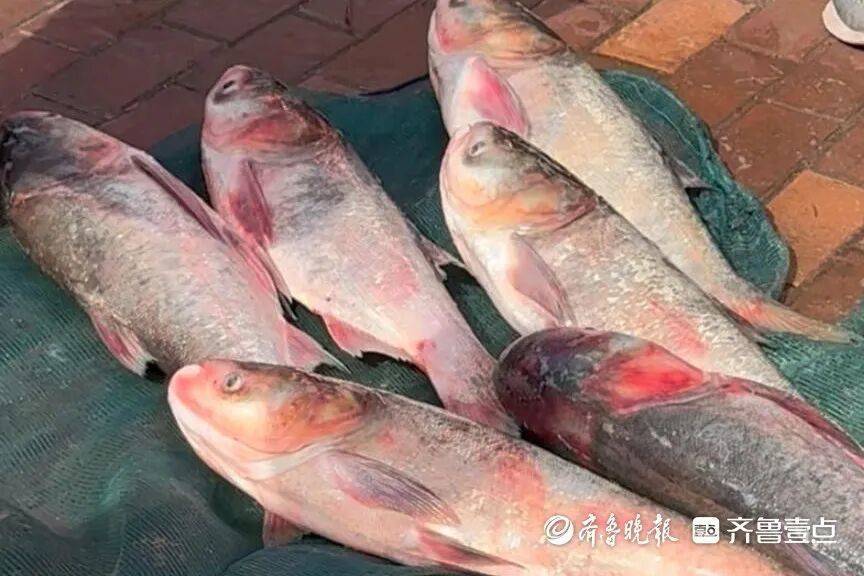 “鱼多得数不过来<strong></p>
<p>usdt钱包下载</strong>，一网子下去能捞好几条”济南锦绣川水库开闸放水，大量鲢鱼被冲出，工作人员：禁止捕捞！