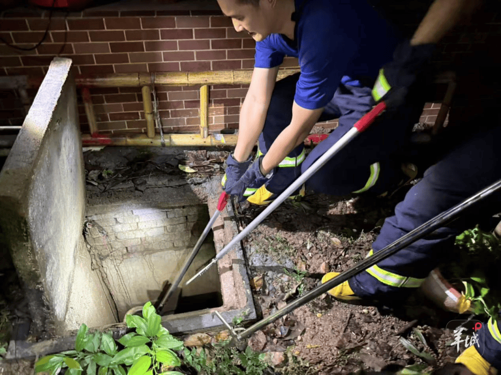 广州一小区蛇患频发：已抓超60条但未探测到蛇窝位置<strong></p>
<p>usdt钱包下载</strong>，多方介入