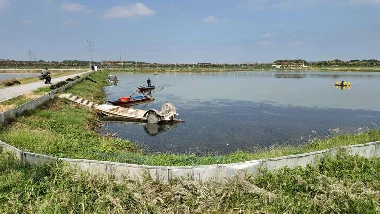 武汉江夏一地大闸蟹大量上市<strong></p>
<p>usdt价格</strong>，日产1000斤当天售完，每只螃蟹有自己的“身份证”，吃深海小黄鱼长大