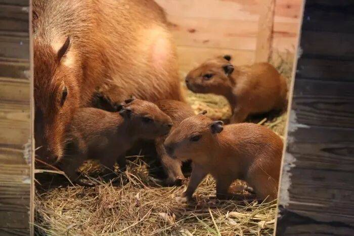 出生1小时就能独立行走<strong></p>
<p>usdt官网</strong>,济南动物园“果果”和“豚豚”的4只新生幼崽,周末和市民见面