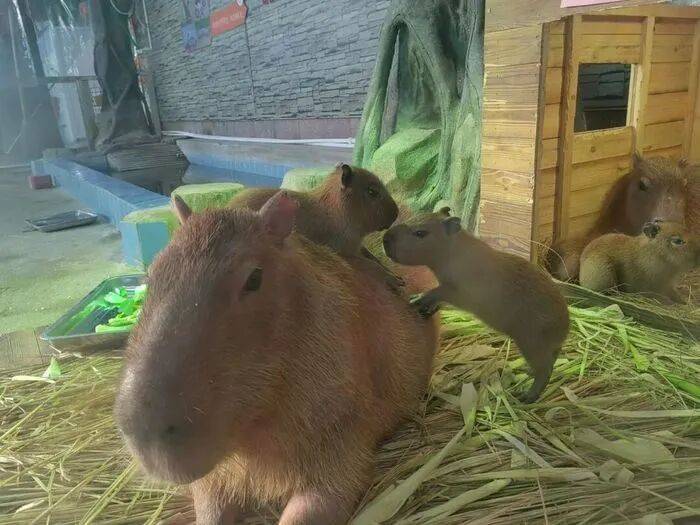 出生1小时就能独立行走<strong></p>
<p>usdt官网</strong>,济南动物园“果果”和“豚豚”的4只新生幼崽,周末和市民见面