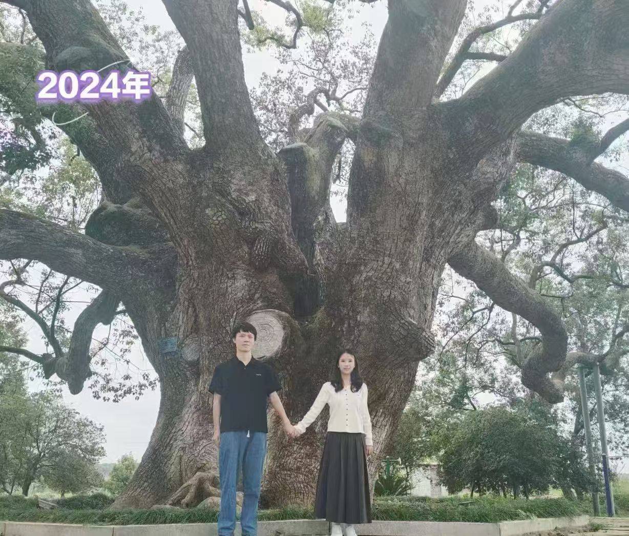 岳阳情侣连续9年在家乡千年古樟树下合影<strong></p>
<p>usdt官网</strong>，今年国庆终修正果：希望爱情像古树一样长久
