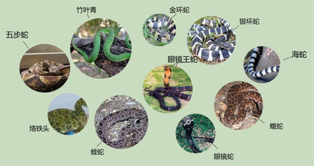 女子半夜上厕所<strong></p>
<p>徐家汇股票</strong>，马桶里突然窜出一条蛇！