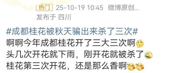 成都桂花又开了？原来是因为……