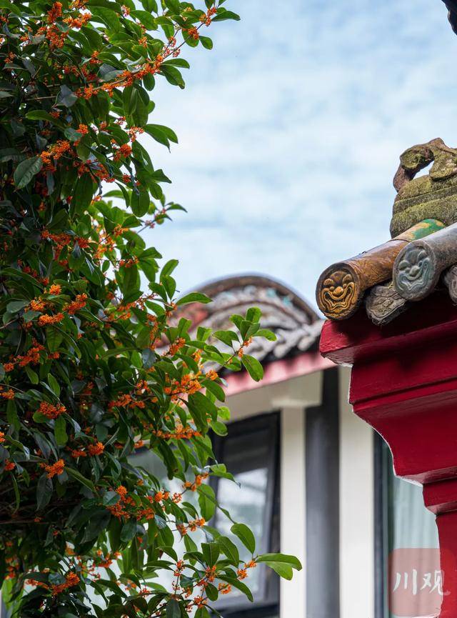 成都桂花又开了<strong></p>
<p>徐家汇股票</strong>?原来是因为……