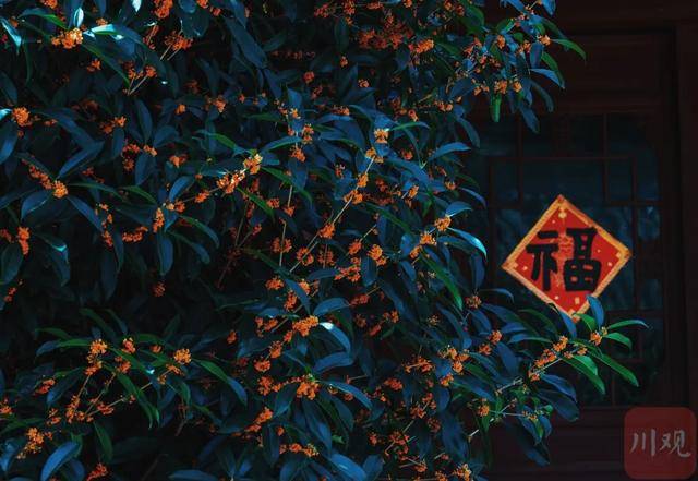 成都桂花又开了<strong></p>
<p>徐家汇股票</strong>?原来是因为……