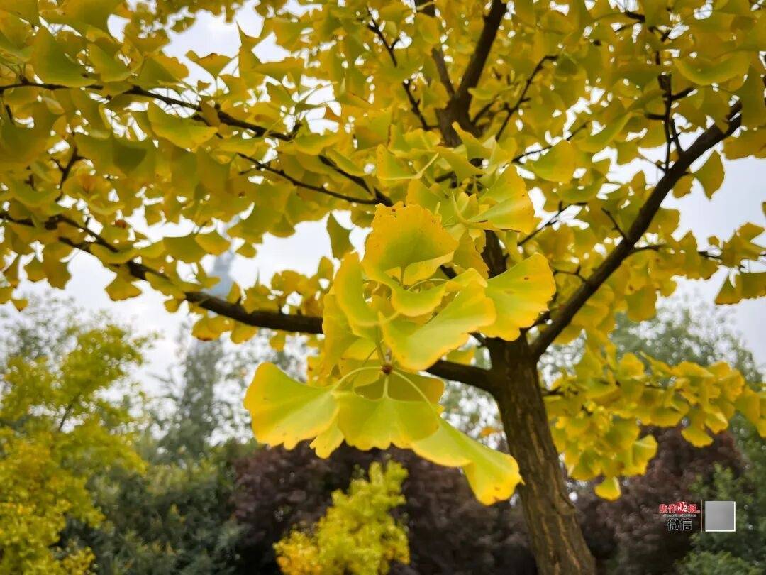 银杏金黄<strong></p>
<p>东方国信股票</strong>!铺满焦作的秋天!