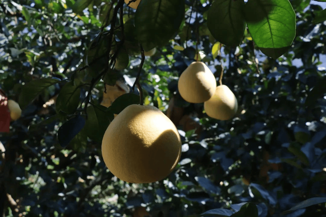 霜降至<strong></p>
<p>东方国信股票</strong>,气温会有反转吗?