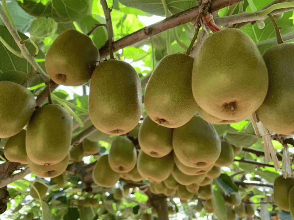 霜降至<strong></p>
<p>东方国信股票</strong>,气温会有反转吗?