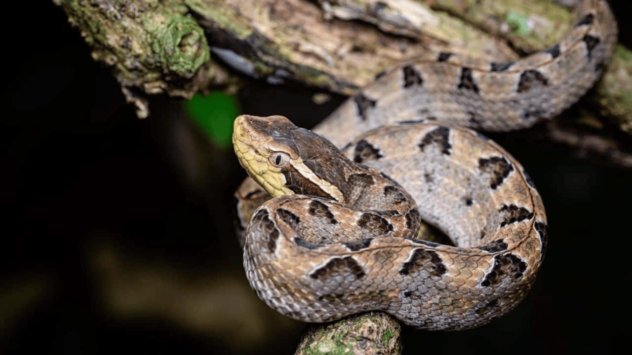 泰国女子在ATM机取钱<strong></p>
<p>二三四五股票</strong>，取款口突然窜出一条蛇