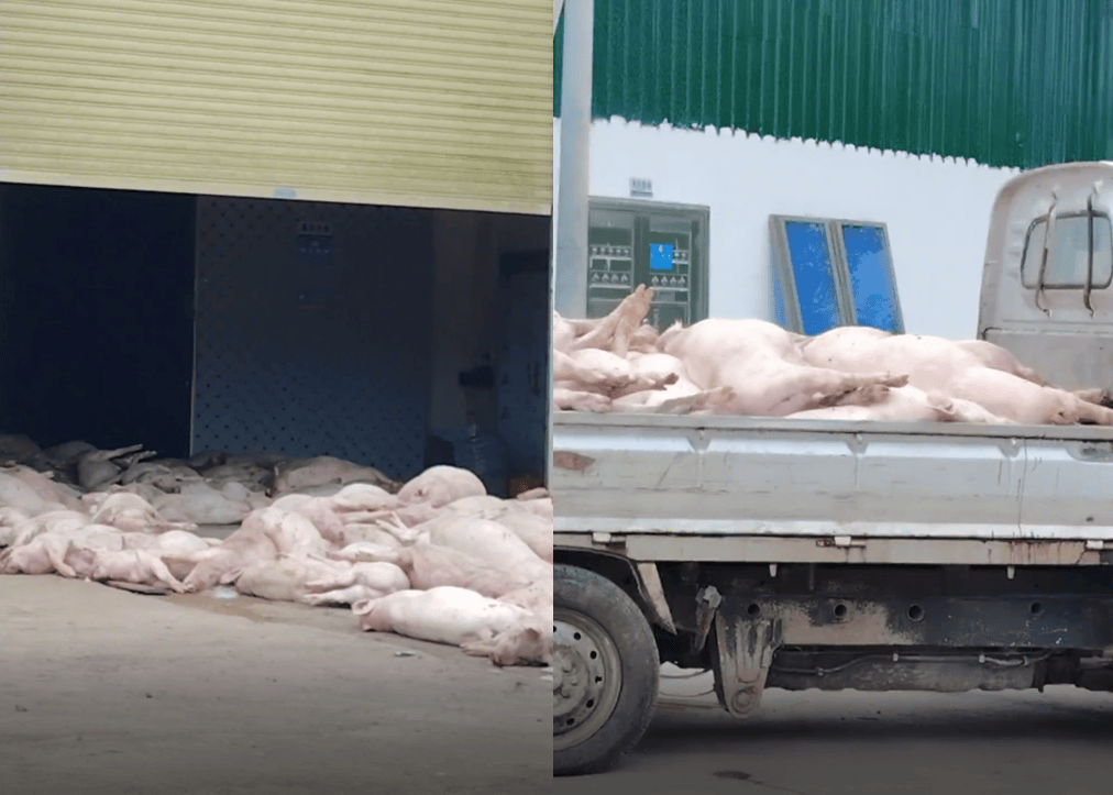 广东一食品企业出现大量死猪事件追踪：公安部门介入侦办<strong></p>
<p>西藏旅游股票</strong>，企业负责人被控制