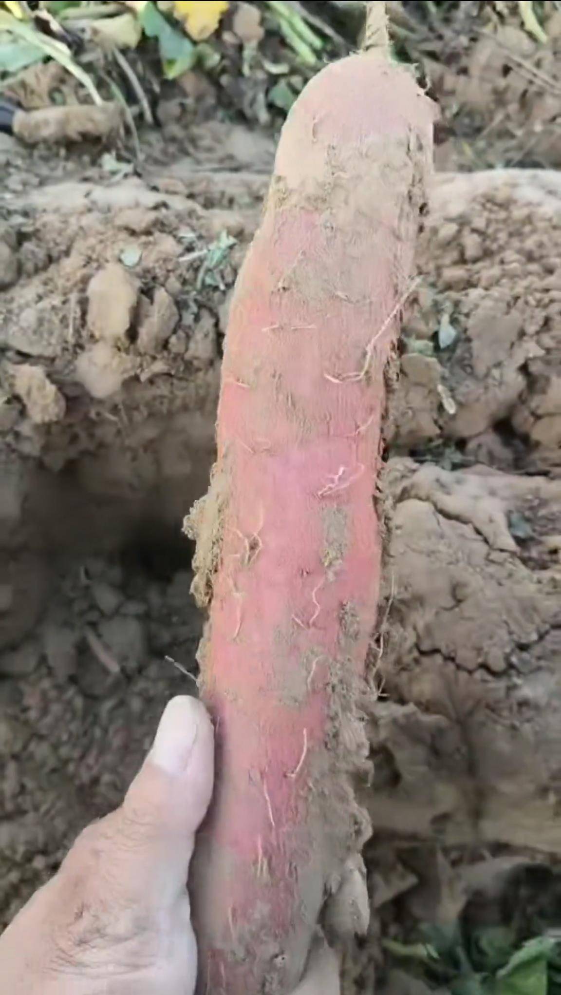 数百人冲进地里捡红薯<strong></p>
<p>光大证券股票</strong>，田主称是秋收剩下的，网友：免费翻地，利人利己