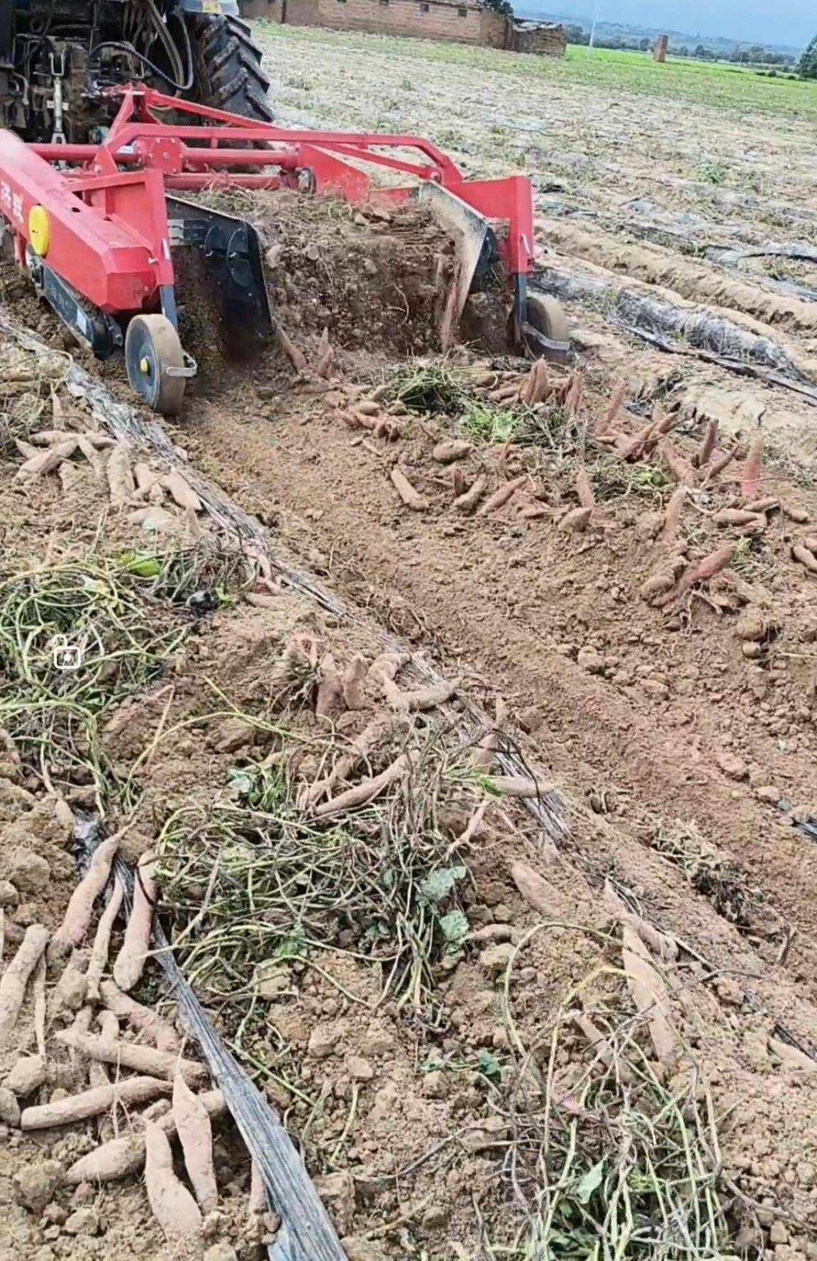 数百人冲进地里捡红薯<strong></p>
<p>光大证券股票</strong>，田主称是秋收剩下的，网友：免费翻地，利人利己