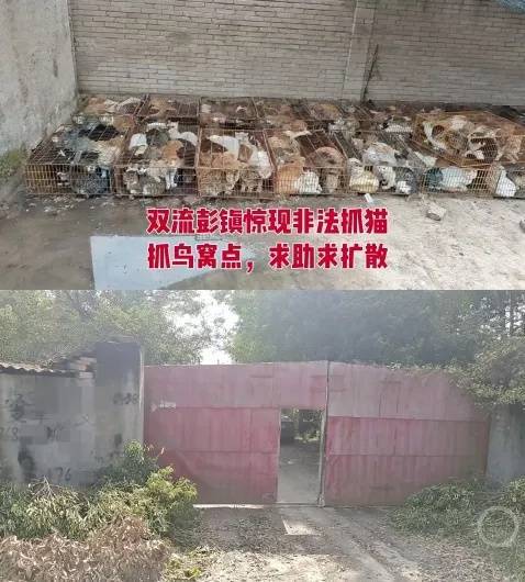 “成都一空置房非法囤猫”?官方通报:共发现被困小猫102只<strong></p>
<p>光大证券股票</strong>,未发现虐猫行为
