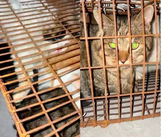 “成都一空置房非法囤猫”?官方通报:共发现被困小猫102只<strong></p>
<p>光大证券股票</strong>,未发现虐猫行为