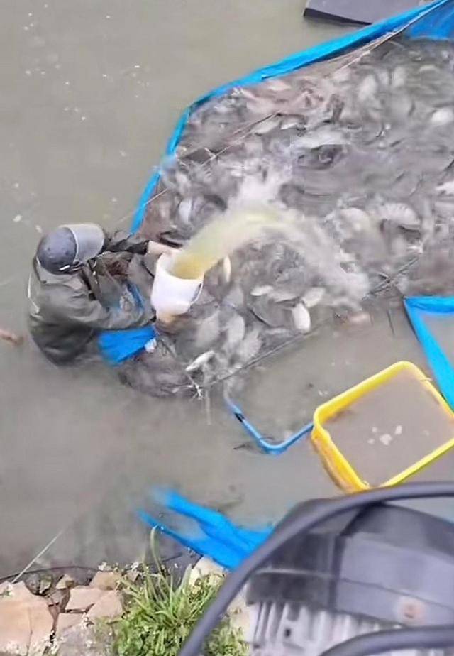 水产市场“麻醉鱼”调查：有商家称麻药有味会换水再卖<strong></p>
<p>国际医学股票</strong>，有无危害尚不明