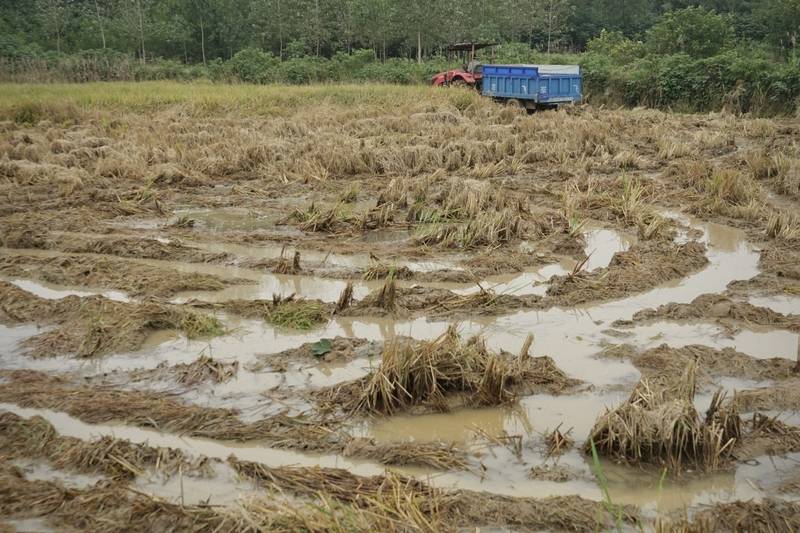阴雨50天<strong></p>
<p>江南高纤股票</strong>，他用3200块救回30万斤玉米