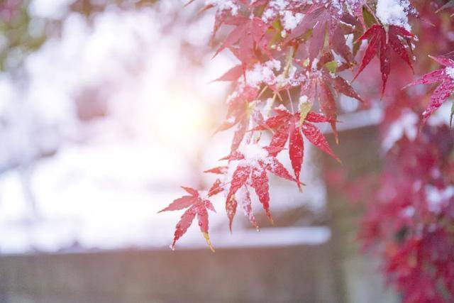 百年难遇“早立冬”来了<strong></p>
<p>通化金马股票</strong>!有啥讲究?早看早准备!