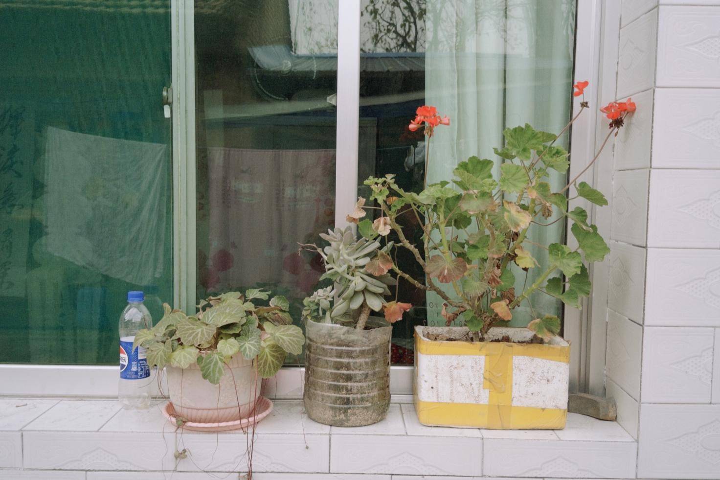 丈夫残疾 农妇雨后独自抢收千斤玉米被掩埋