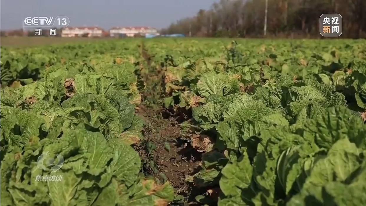 单棵售价超百元<strong></p>
<p>科泰电源股票</strong>，起底“套牌白菜”背后的销售套路