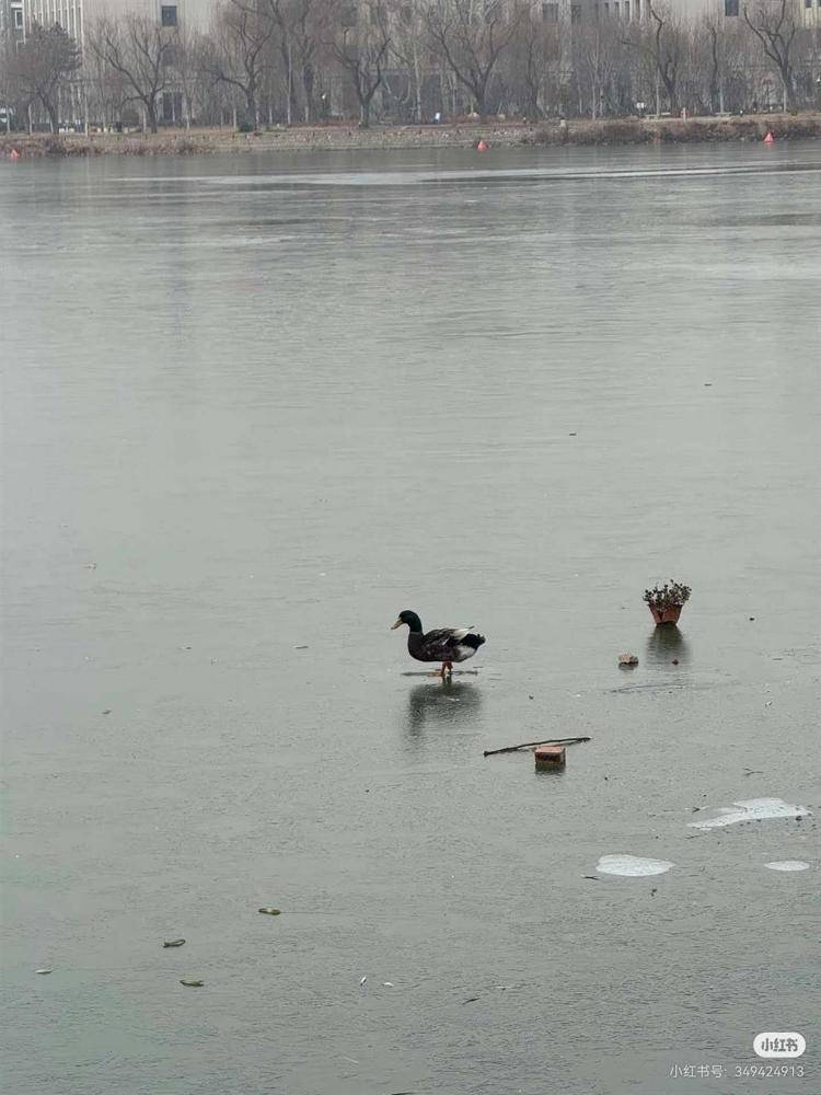 游客称天津一公园有鸭子被冻在冰面上<strong></p>
<p>奋达科技股票</strong>，景区：是野鸭，去救时它能走动，每年都有被冻住的情况